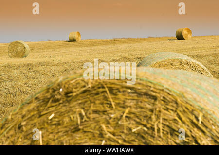 Strohballen auf einem Feld der Schnitthöhe, Brötchen von Heu, Deutschland, Deutschland Stockfoto