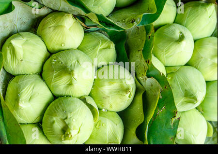 In der Nähe von frischem Grün Lotus Blumen bei Pak Khlong Talat, Flower Market in Bangkok, Thailand. Stockfoto