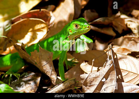 Juvenile Grüner Leguan unter die Blätter in Manuel Antonio National Park Stockfoto