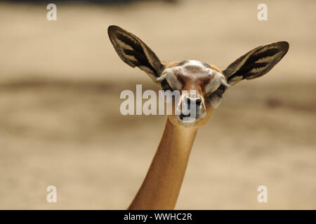 Gerenuk (Litocranius walleri) weiblich Portrait Stockfoto