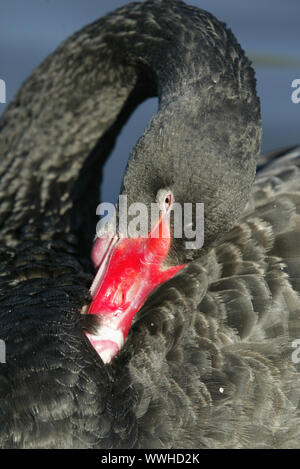 Black Swan, Black Swan, Beerdigung Schwan, Cygnus atratus, Anas atrata, Black Swan Stockfoto