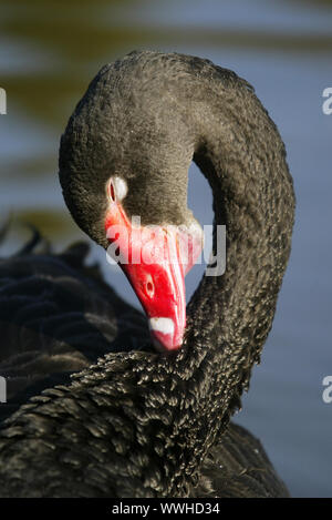 Black Swan, Black Swan, Beerdigung Schwan, Cygnus atratus, Anas atrata, Black Swan Stockfoto