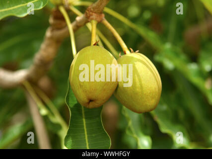 Früchte der Karité tree/Shea Butter Baum Stockfoto