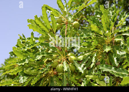 Früchte der Karité tree/Shea Butter Baum Stockfoto