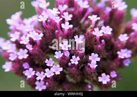 Schleier - eisenkraut, eisenkraut Verbena bonariensis, patagonica, purpletop Eisenkraut, brasilianische Vervain Stockfoto