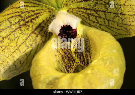 Labellum, Lady's Slipper Orchid Stockfoto