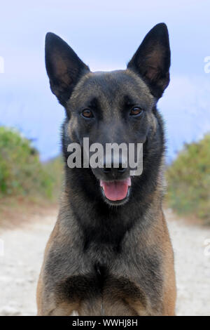 Bild von einem reinrassigen belgischen Schäferhund malinois Stockfoto