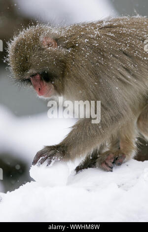 Snow monkey, rot-Macaque konfrontiert, Japan Makaken, macaca fuscata, japanischen Makaken, snow Monkey, Deutschland, Deutschland Stockfoto