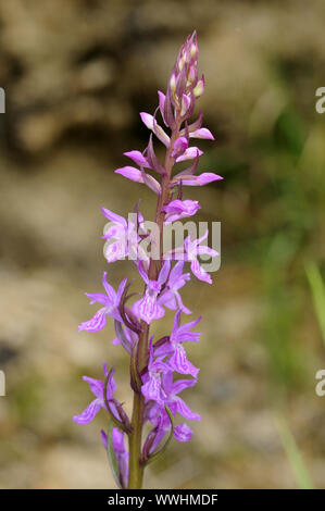 Hohe Knabenkraut, Dactylorhiza elata Stockfoto