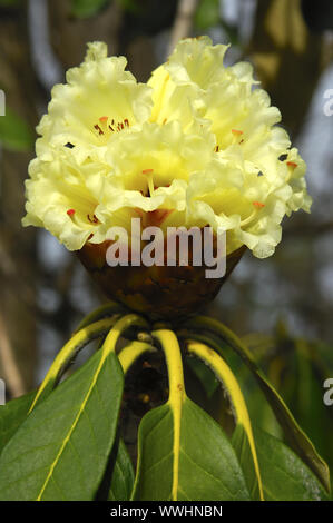 Blumen von einem exotischen Rhododendron Strauch Stockfoto