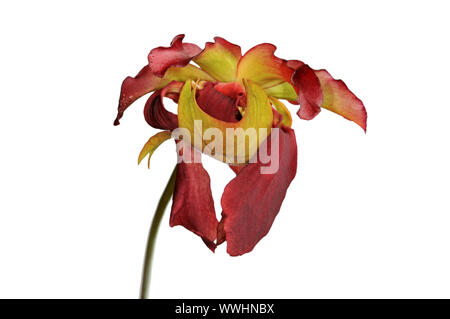 Blume des roten Kannenpflanze Stockfoto