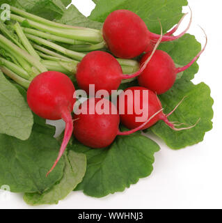 Frische rote Radieschen mit grünen Blättern über Weiß mit Freistellungspfad Stockfoto