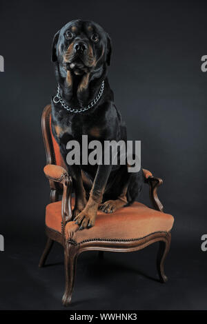 Porträt eines reinrassigen Rottweiler siiting auf einem Sessel, vor schwarzem Hintergrund Stockfoto