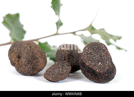 schwarze Trüffel (Tuber Melanosporum) mit Laub vor einem weißen Hintergrund Stockfoto