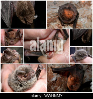 zusammengesetzte Bilder mit vielen Arten von Vespertilionidae in Europa Stockfoto