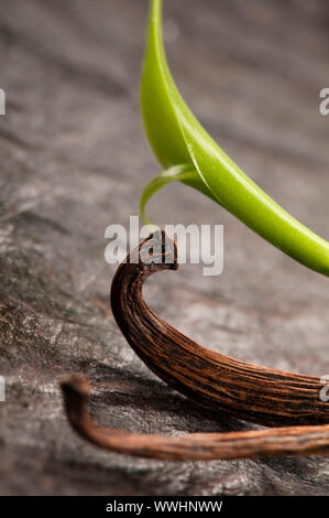 Vanilla Planifolia Rebe und getrockneten Vanilleschoten Stockfoto