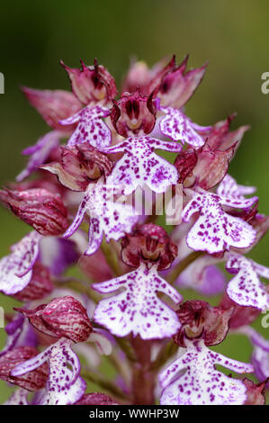 lila Orchidee Stockfoto