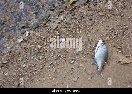 Tote Fische auf einem Fluss Ufer vergiftet Stockfoto