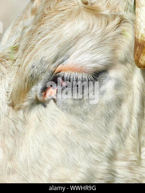 Nahaufnahme des Gesichts und der Augen eines Schwarzen Hereford Rind Stockfoto