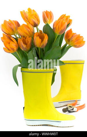 Wenig regen Stiefel und frische Tulpen Stockfoto