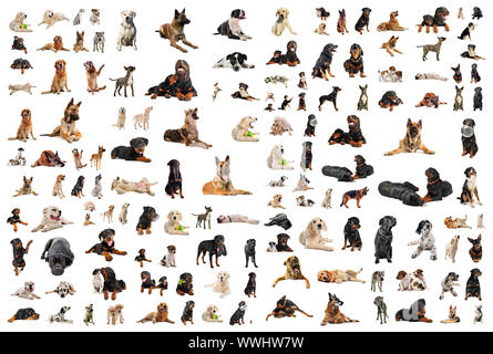 Zusammengesetztes Bild mit reinrassigen Hunden in einem weißen Hintergrund Stockfoto