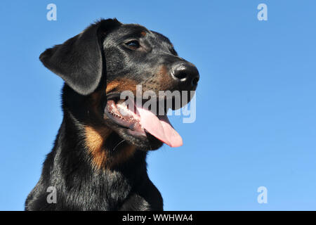 Junge reinrassige französische Hirten in einem blauen Himmel, konzentrieren sich auf die Augen und Copyspace Stockfoto