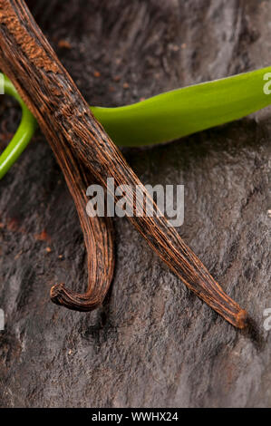 Vanilla Planifolia Rebe und getrockneten Vanilleschoten Stockfoto