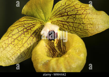 Labellum, Lady's Slipper Orchid Stockfoto