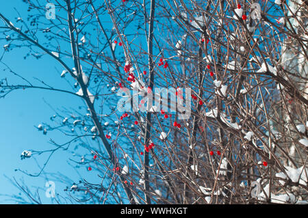 Die Trauben der Roten viburnum auf trockenen Zweigen bedeckt mit weißen Schnee Stockfoto