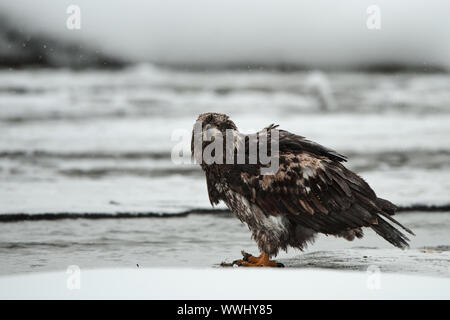 Portrait einer jungen Weißkopfseeadler sitzen auf Schnee. Haliaeetus leucocephalus washingtoniensis Stockfoto