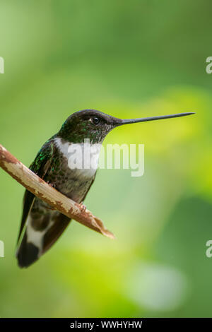 Collared Inca-Coeligena torquata, schöne schwarze und weiße Hummingbird von Andinen Pisten von Südamerika, Guango Lodge, Ecuador. Stockfoto