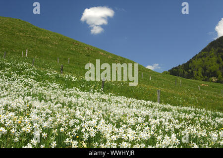 Bergwiese mit blühenden weißen Narzissen Stockfoto