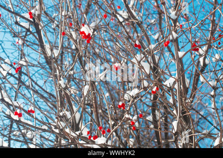 Reif lebhaft roten Beeren viburnum auf den Ästen mit weißem Schnee closeup abgedeckt Stockfoto