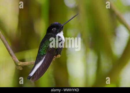 Collared Inca-Coeligena torquata, schöne schwarze und weiße Hummingbird von Andinen Pisten von Südamerika, Guango Lodge, Ecuador. Stockfoto