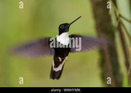 Collared Inca-Coeligena torquata, schöne schwarze und weiße Hummingbird von Andinen Pisten von Südamerika, Guango Lodge, Ecuador. Stockfoto