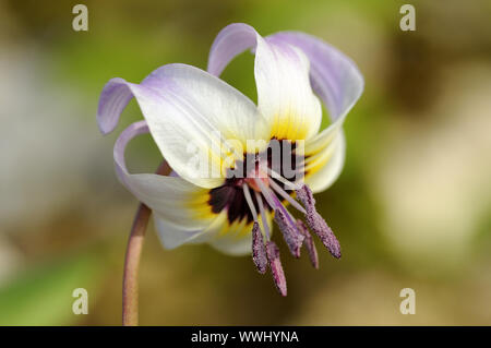 Zahnmedizinische lily Blossom Stockfoto