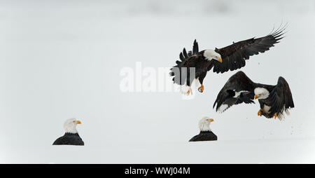 Bekämpfung der Weißkopfseeadler (Haliaeetus leucocephalus). Fisch essen auf Schnee Stockfoto