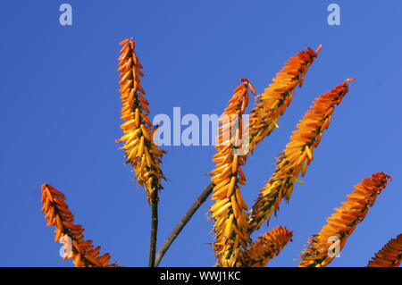 Blütenstand der Aloe marlothii Stockfoto