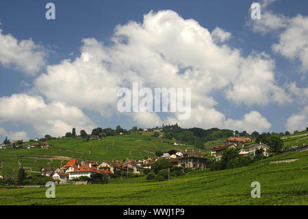 Unesco-Welterbe Lavaux Stockfoto