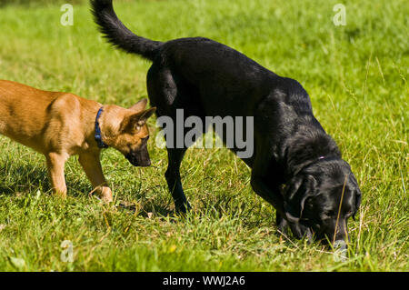 Malinois und Labradormix entdecken Sie die Welt Stockfoto