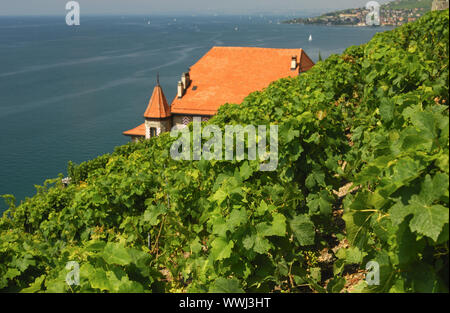 Weingut Clos des Abbayes, Lavaux am Genfer See Stockfoto