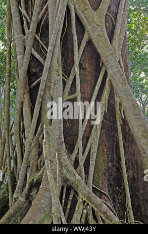 Würgefeige wickelt sich um Urwald Baum in Lamington np, Australia Stockfoto