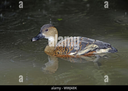 Pfeifente, Dendrocygna arcuata, Regen, Queensland, Australien Stockfoto