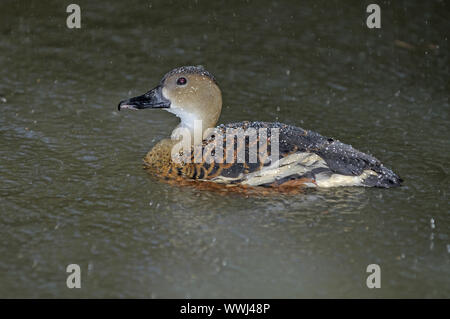 Pfeifente, Dendrocygna arcuata, Regen, Queensland, Australien Stockfoto