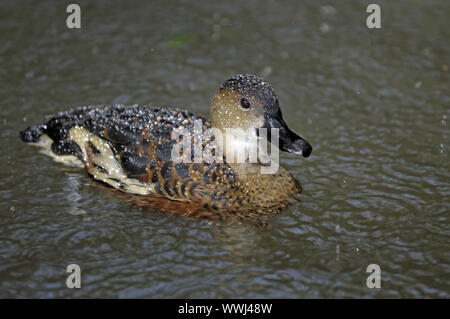 Pfeifente, Dendrocygna arcuata, Regen, Queensland, Australien Stockfoto