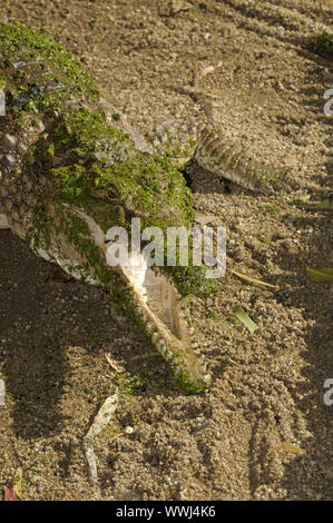 Süßwasser Krokodil, Crocodylus johnstoni, Queensland, Australien Stockfoto