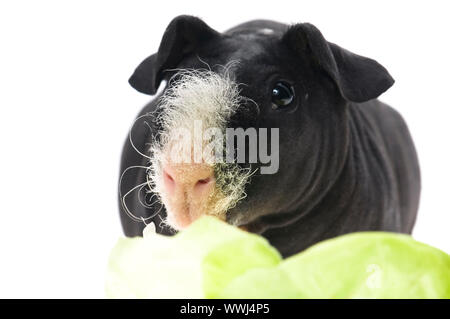 Skinny Meerschweinchen auf weißem Hintergrund Stockfoto
