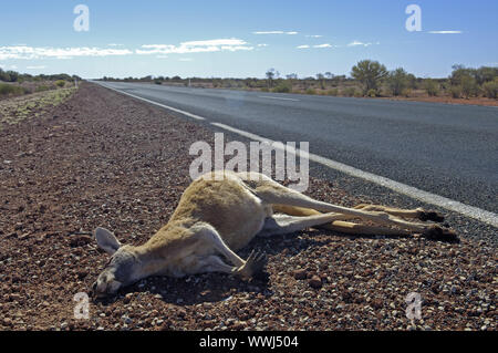 Red Giant Kangaroo, Macropus Rufus, laufen über in Südaustralien, Stockfoto