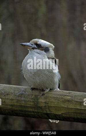 Laughing Kookaburra, Dacelo Gigas oder Dacelo noveaguineae, Australien Stockfoto