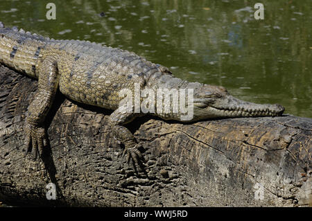 Australische Süßwasser Krokodil, Crocodylus johnsoni, Litchfield NP, Nothern Territory, Australien Stockfoto